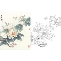 Meticulous painting white drawing draft peony sketch Wang Shaoqing 35*44 hook line physical printing draft with color map 805T