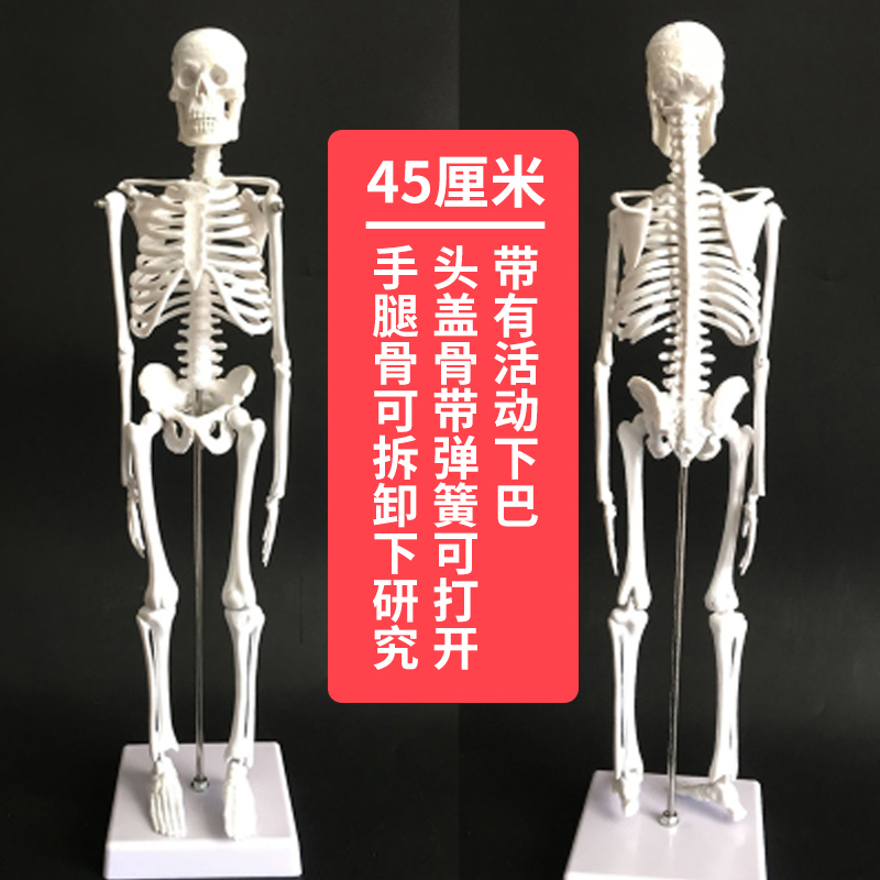 Купить 85cm 170cm тело человека скелет модель скелет обучение модель ...