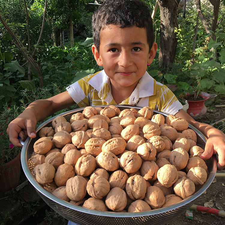 2025 New Arrival 1.0kg Xinjiang Aksu 185 Paper-Skinned Walnuts Hand-Peeled Walnuts Original Flavor Nut Snacks for Pregnant Women 2025 New Arrival 1.0kg Xinjiang Aksu 185 Paper-Skinned Walnuts Hand-Peeled Walnuts Original Flavor Nut Snacks for Pregnant Women