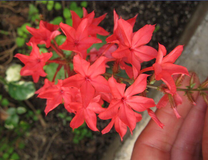 珍珍園藝紅雪花小花苗盆栽綠植花卉植物耐熱耐寒庭院陽臺爆花易養
