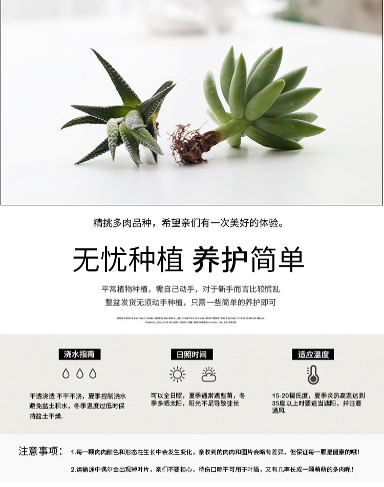Cây mọng nước kết hợp chậu sáng tạo hình con chim dễ thương bàn trong nhà chậu nghệ thuật trang trí quà tặng - Trang trí nội thất phụ kiện trang trí ban công