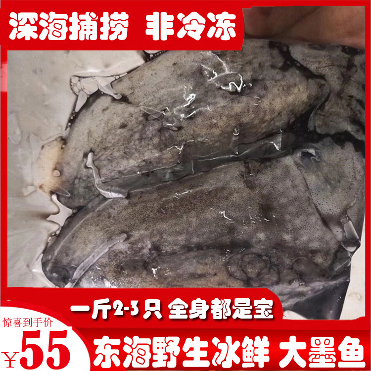 Large ink fish live East China Sea oversized fresh wild large-mesh fish squid seafood hastily frozen octopus 1 catfish 2-3 catty 2-3 only