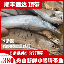 Extra large top belt fresh sea fish Fresh small eyes East China Sea fishing belt flash belt More than 1 kg of octopus aquatic products