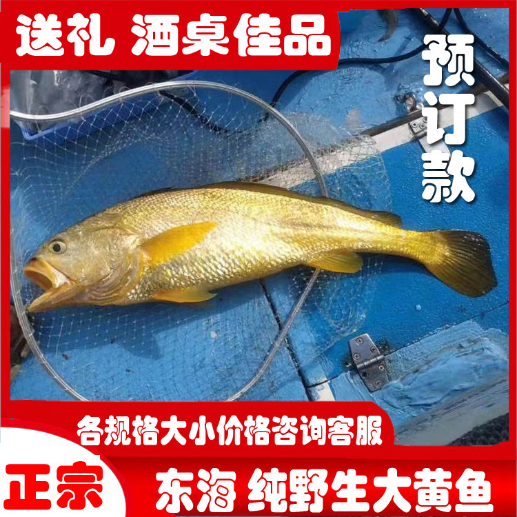 Zhoushan East China Sea Pure Large Yellow Fish Fresh Yellow Flower Fish Specific each spec size Living aquatic products