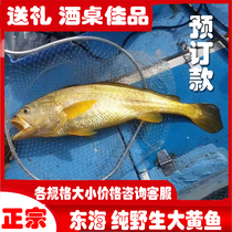Zhoushan Donghai pure wild rhubarb fish Fresh croaker Specific models of various specifications and sizes of fresh aquatic products