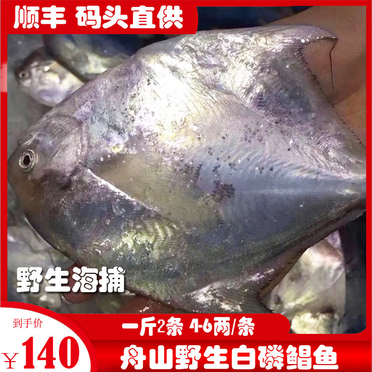 Boat Mountain fresh and fresh stream net white phosphorus large pomfret in the East China Sea silver pomfret bream bream 2 1 catty