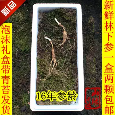 Forest ginseng 16 years of self-cultivation of Forest mountain ginseng fresh Changbai Mountain ginseng Jilin mountain ginseng wild ginseng