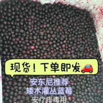 Canadian wild blueberries-originally imported Oxford bush Anthony recommends therapy