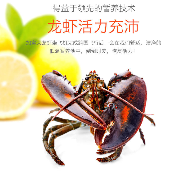 龙虾_05.jpg