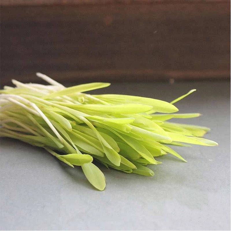 阳台种水培蔬菜,2026年这些芽苗菜种籽适合全年种植吗?-必买清单-淘宝百科网