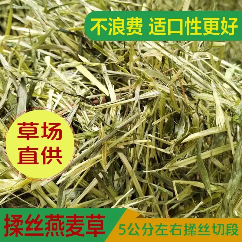 26 New Domestic High-Quality Oat Grass Suitable for Feeding Horses, Sheep, Alpacas, Rabbits, Guinea Pigs, Main Feed, Forage, Hay, and Feed