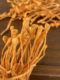 Selection of Cordyceps Flower Dried Products for Soup, Cordyceps Militaris Flowers, Cordyceps Militaris, and Cordyceps Golden Cordyceps New Products Can be Paired with Morel Mushrooms and Scallops Soup