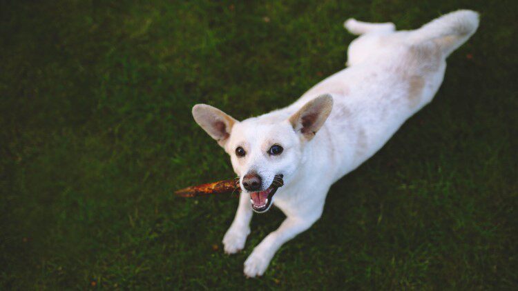 小心狗狗骨折 這3件大事你瞭解嗎 淘寶海外