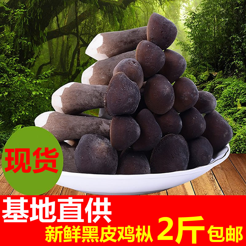 2 catties Yunnan specialty chicken fir mushroom black skin chicken fir mushroom fresh mushroom black fresh chicken species edible brown mushroom 1000g