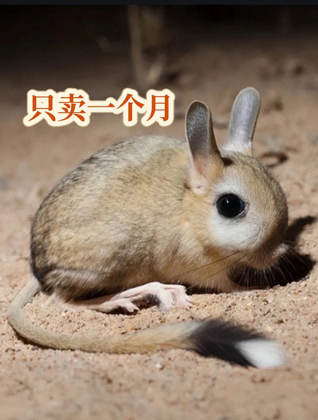 沙漠鼠鼠跳兔迷你小袋鼠现货！温顺可爱乖巧好养，公母都有，入手不亏！-飞鼠-淘宝好物网, image size:1054x1392