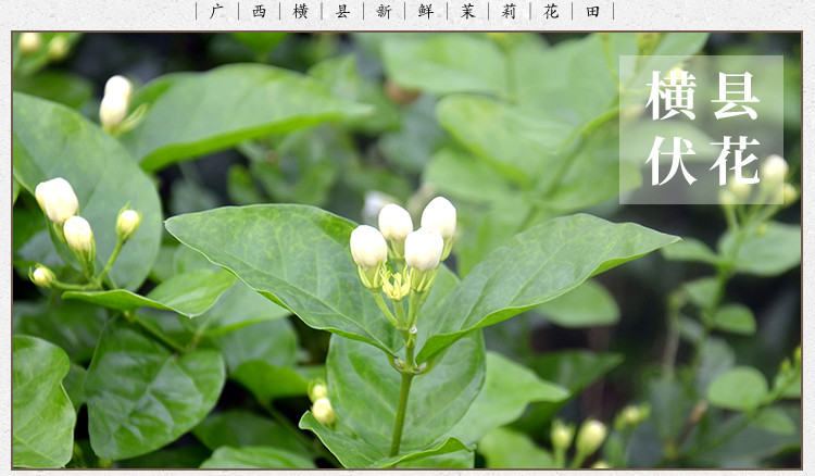 江西老字号  春蕾  茉莉香毫茉莉花茶 200g/罐 图7