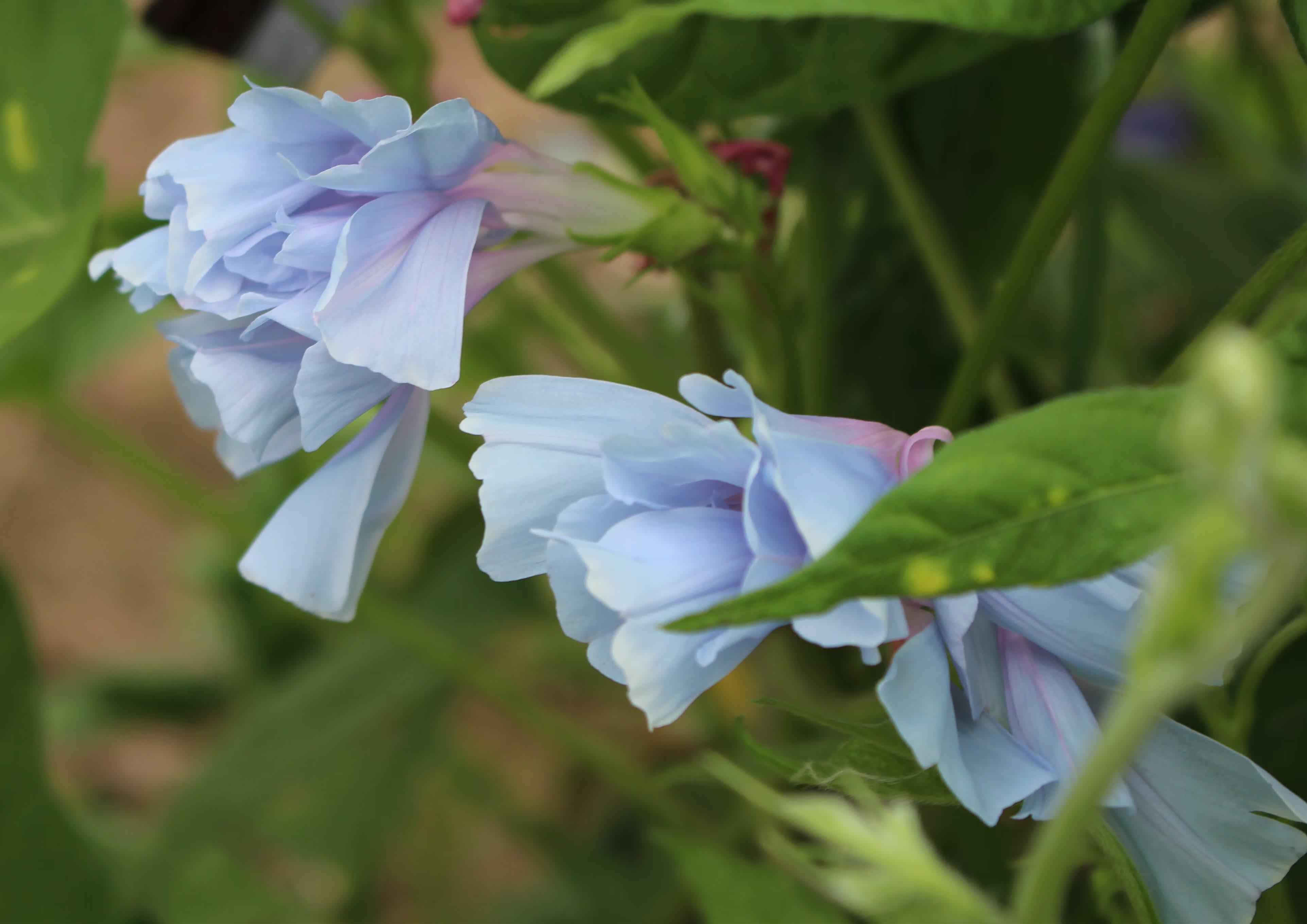 售罄 日系重瓣朝颜牵牛花青乱菊叶乱菊石叠咲害羞的妖精