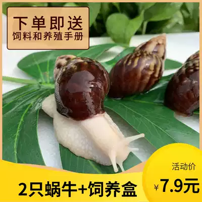 Snail living pet white jade snail giant big snail pet watching Student Science Experiment Teaching small snail