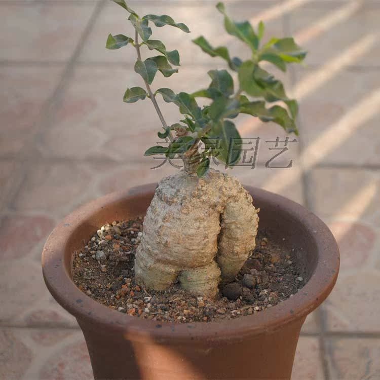 火星人块根盆栽多肉植物实生苗一物一拍 潮牌 块根 火星人 盆栽 一拍 一物途虎网