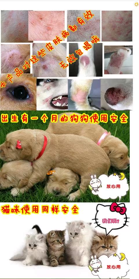 Pets chữa bệnh, uống thuốc rõ ràng, da chó, chữa mèo, điếc, diệt rệp, nấm, chàm, tẩy lông - Cat / Dog Medical Supplies 	bộ kim tiêm thú y