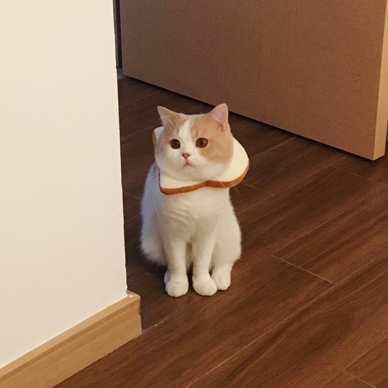 Cat neck collar toast headgear decoration puppy male and female cat Elizabeth ring adjustable scarf to prevent licking