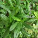 Mountain parsley seeds, false coriander, wild herbs, false coriander, Burmese coriander, Yunnan wild vegetable seeds, sown in three seasons