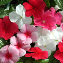 Hanging periwinkle seeds Four Seasons flowering spring planting balcony courtyard indoor outdoor flower seed flower green plant