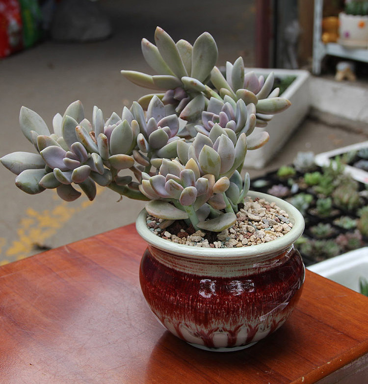 趣植園藝彩虹石多肉植物用土培養介質綠植盆栽花肥z10