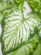 Simulated Green Plants for Landscaping, High-End Light Luxury Micro-Landscape, Indoor Courtyard, Bionic Fake Plants, Floor-Standing Ornaments, Decoration and Arrangement