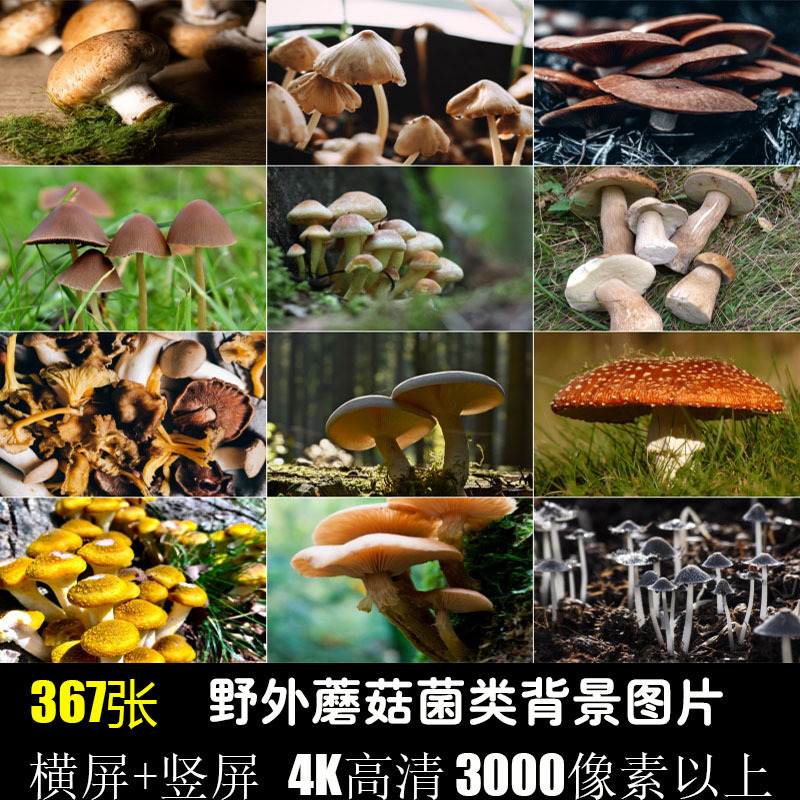 Mushrooms, Wild Fungi, Background Plants, Close-Up Shots, Real-Life Photography, 4K High-Definition Photos, Jpg Image Material