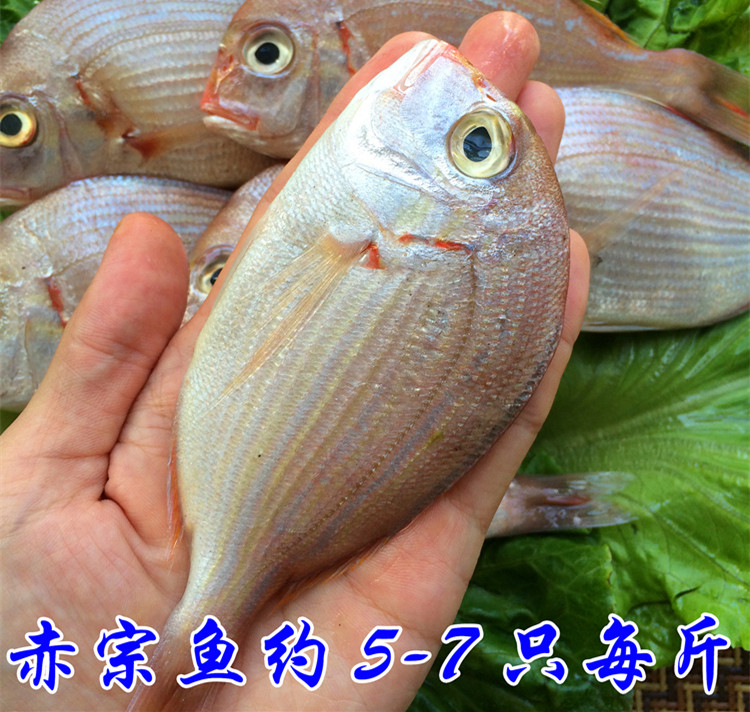 新鲜赤宗鱼5-7只/斤野生赤鯮鱼新鲜赤棕鱼鲜活赤棕鱼真鲷鱼]/美靴超优惠 