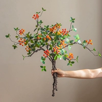 Бегония плодовая (оранжевая) 5 веток