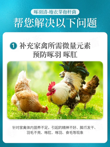 Китайские животные, клевы перья, курицы, 羽 素 素 素 素 素, курица, курица, утка, гусь, пек с птицей анальный лысый порошок, кусочек