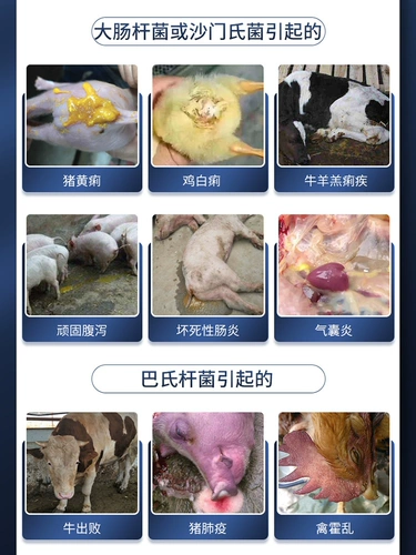 Китайская домашняя скота ветеринарная медицина серная серная растворимые порошковые звери для лекарства от свинины, скота, овец, лекарства от курицы, птицы, куриная желтая и белая дизентерия, незлевальная чума