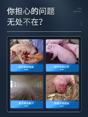 Китайские животные и зверь с поросятами, собирающими сырой порошковой свиновой, маленькие свиньи и овцы, стерилизованный порошок, дезинфекция, сухой кровеопоэтический порошок