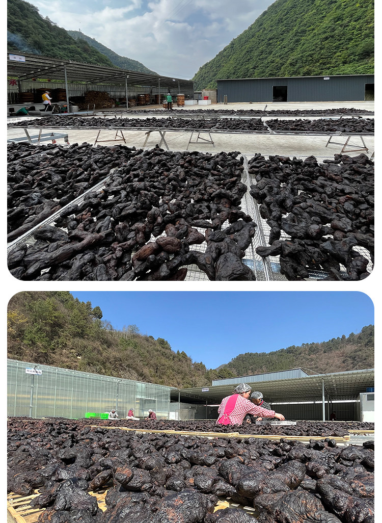 Nine Steamed Nine Sun Dried Huang Jing Fruit Polygonatum Snack 500g preparation