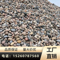 Guangdong Pebble Transformer 5 - 8 River Pebble Water Treatment Filter Garden Landscape Large 50 cm River Beach Stone