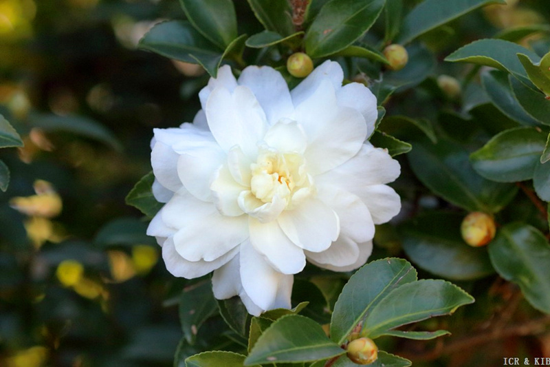 Fuji No Taka Camellia, Large Seedlings with Flower Buds, Premium White Peony-Type Variety, Guaranteed to Match the Picture, Free Shipping, Easy to Care for