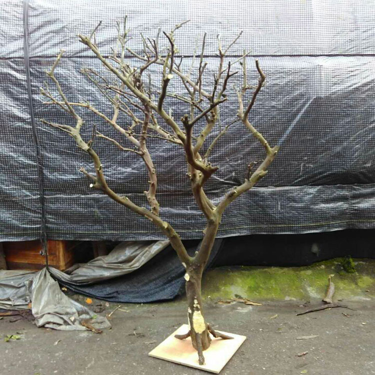 Dry branches dry branches dry tree dead tree decoration white tree