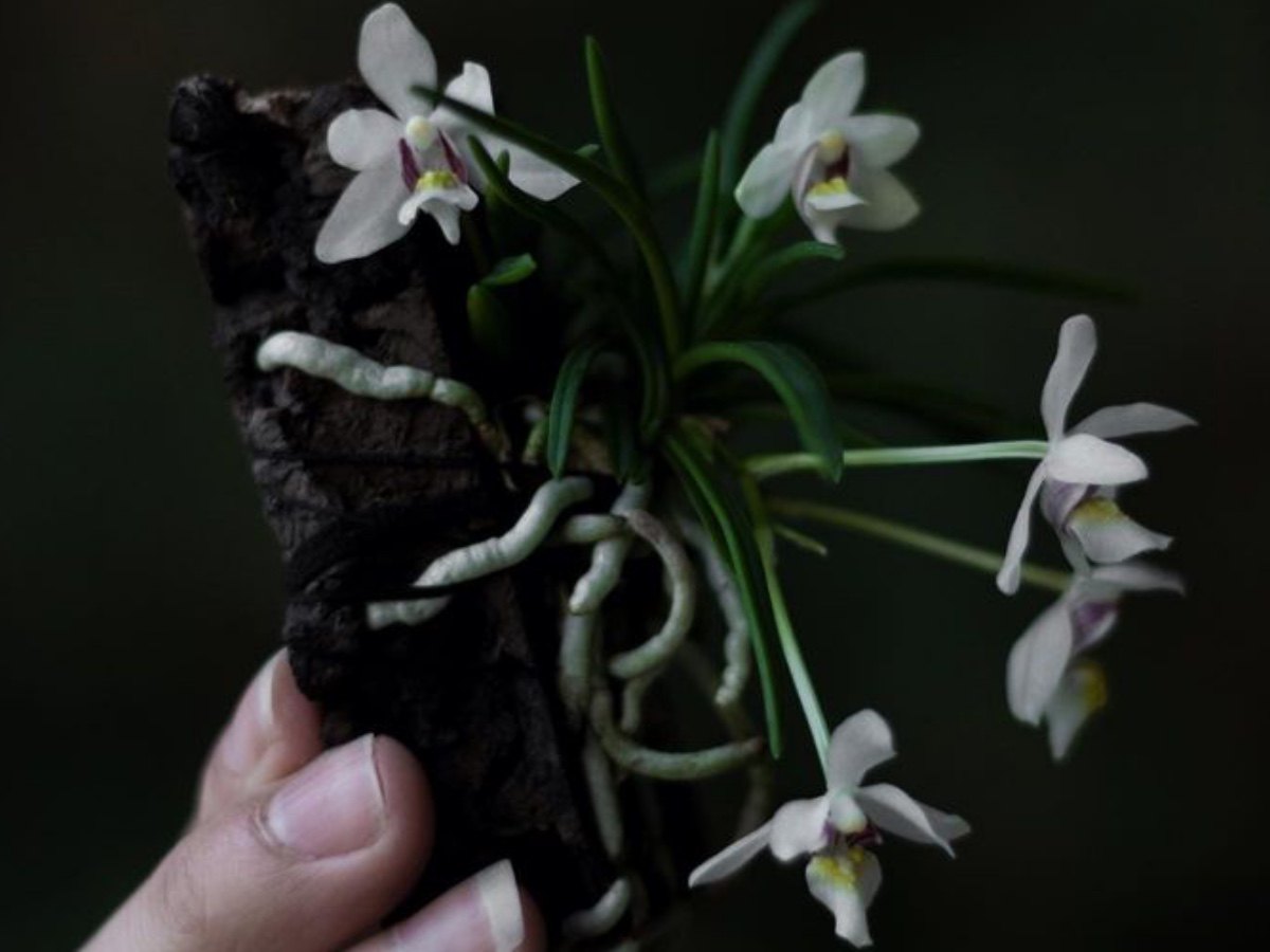 短距槽舌兰 H.flavescens 雨林缸 小型原生附生兰 花卉盆栽-Taobao