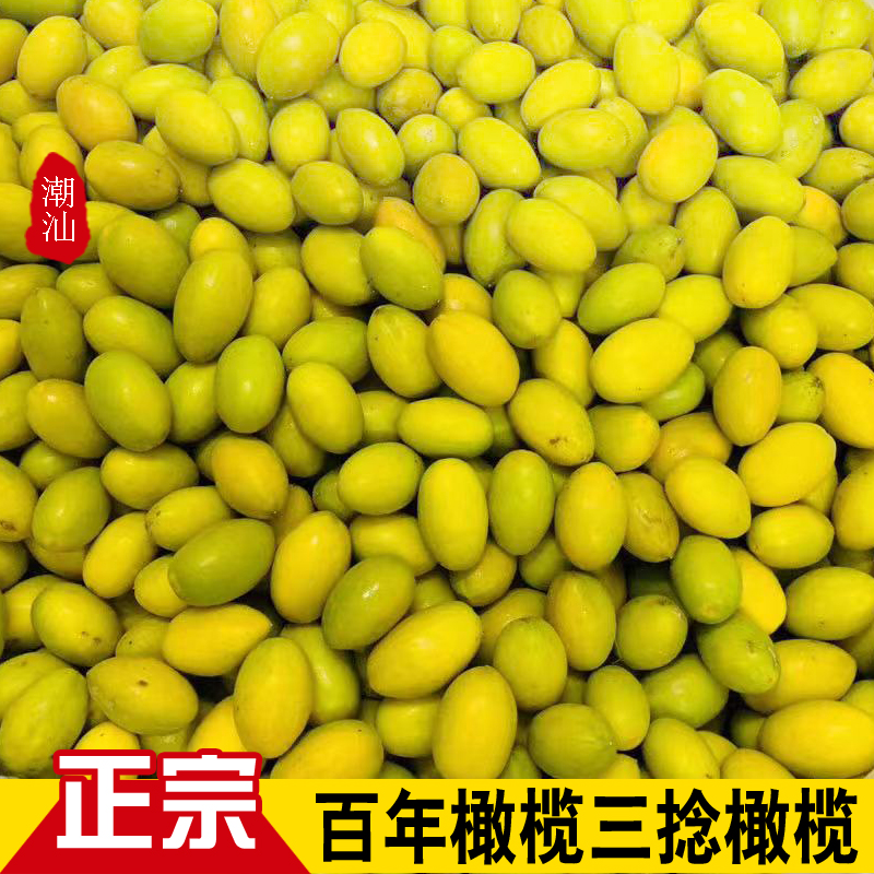 Authentic golden olives, triple-twisted olives, freshly picked, fresh olives, Mitsubishi, 500g, old tree, triple-rimmed olives, smooth and plump