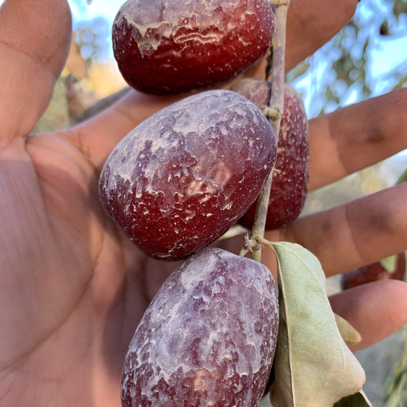 Take 4 to send 1 catty of Xinjiang special produce large grey date if the original ecology of the Qiangtjang red date is not washed and dried if the Qianqiang grey date new stock