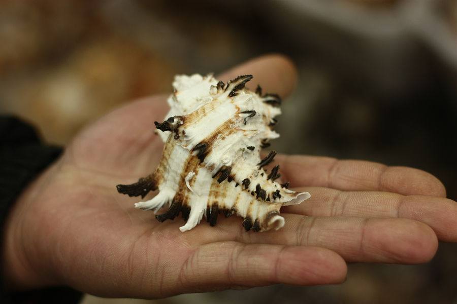 Natural conch shell ornaments black bone snail fish tank aquarium landscaping creative home decoration shooting props diy