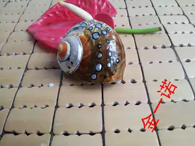 Precious conch shell South African treasure snail home accessories aquarium fish tank landscaping coral ornaments collection gifts