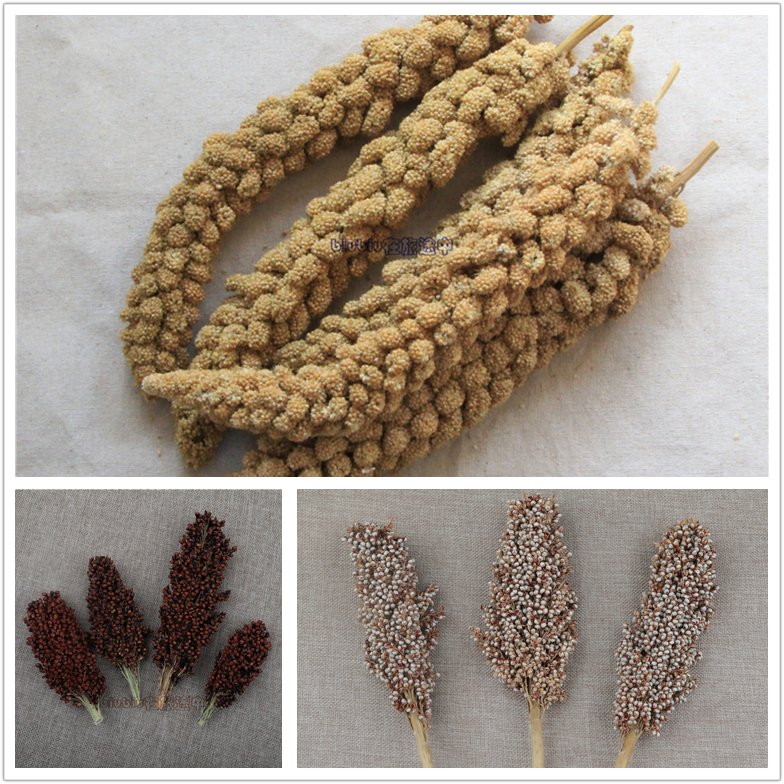 The rugged sorghum red sorghum in the hoky of the yellow valley and the naturally grain grain toys of the hamster