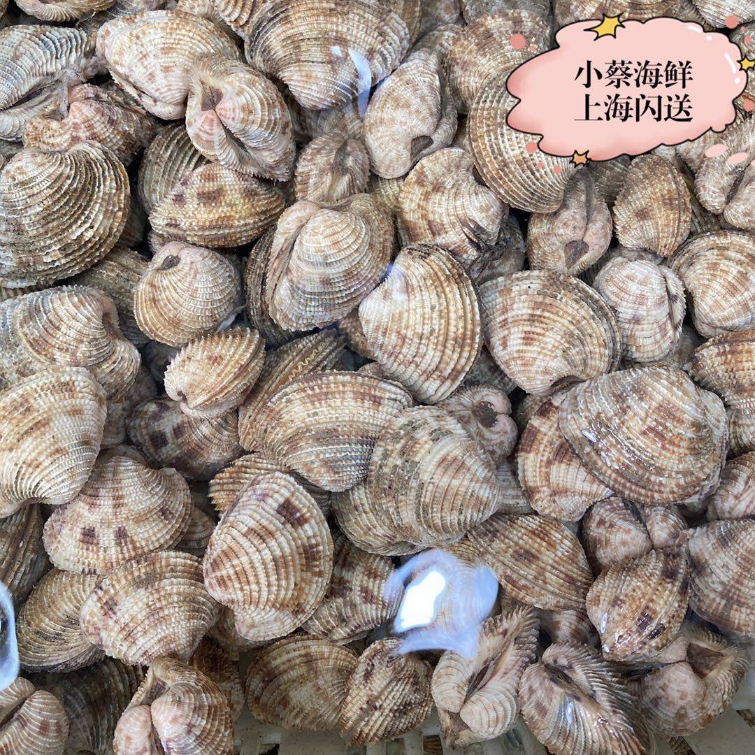 鲜活厚皮螺海鲜水产贝类芒果螺 花螺香螺花蛤文蛤蛤蜊黄螺海螺1斤|新鲜到爆!吃货必入的海洋宝藏!-青口贝-淘宝好物网
