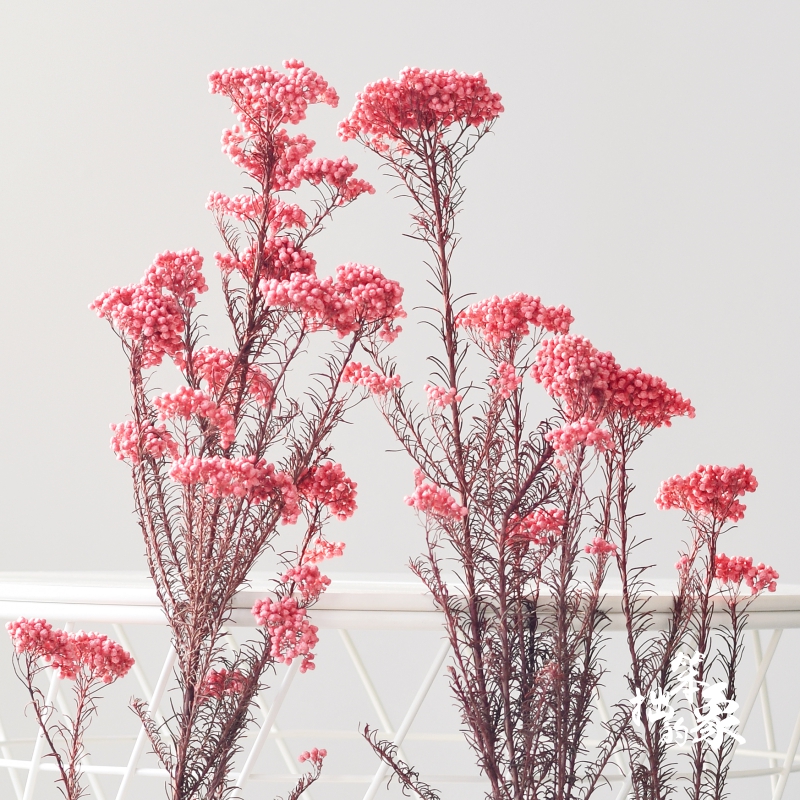 Xiaomi Pollen Color Drying Flowers Bouquet Natural Flowers New Year S Family Residence Decoration Creative Long Life Flowers Forever Flowers Diy