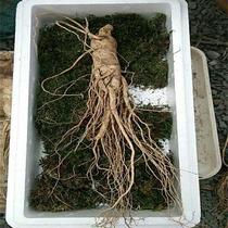 Changbai Mountain Ginseng 6-year garden ginseng fresh soil now dug for sale big ginseng gifts 120g