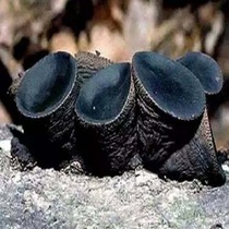 Northeast wild pig mouth mushroom Changbai Mountain arched mushroom fresh pure natural wild dry goods 250g