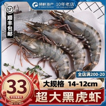Tiger shrimp super large tiger shrimp black tiger shrimp fresh frozen shrimp ice ice shrimp Arctic sweet shrimp base shrimp seafood gift box